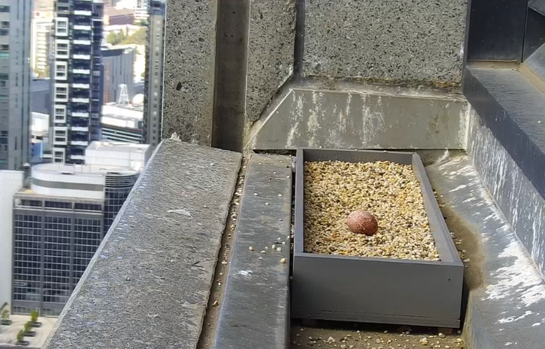 One of the Collins Street Peregrine Falcons Has Laid an Egg